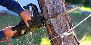 Best Storm Damage Tree Cleanup  in Clendenin, WV