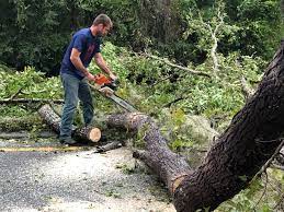 Best Tree and Shrub Care  in Clendenin, WV
