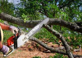 Trusted Clendenin, WV Tree Services Experts