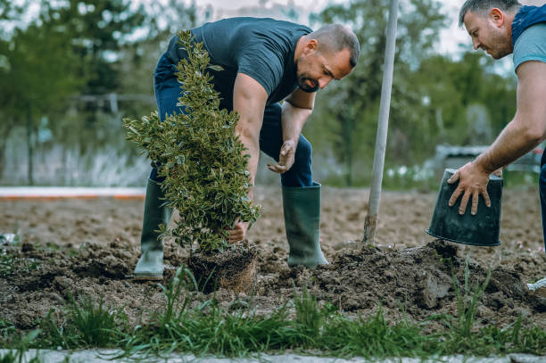 Best Tree Mulching  in Clendenin, WV
