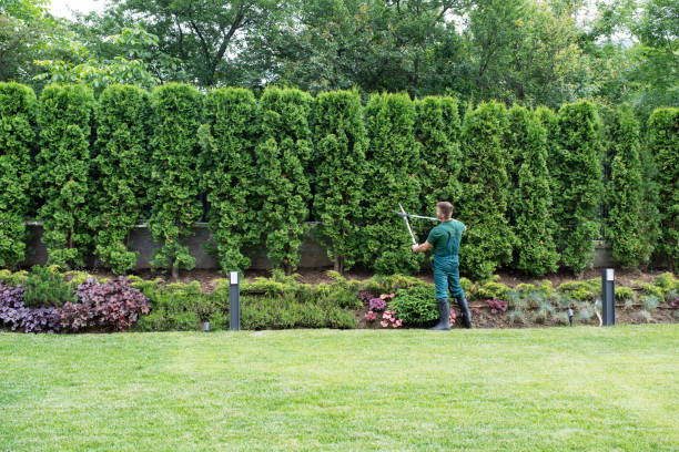 Best Tree Health Inspection  in Clendenin, WV