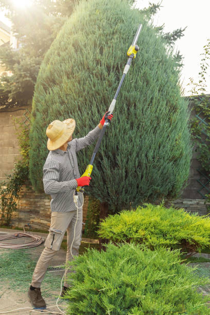 Best Tree Removal  in Clendenin, WV